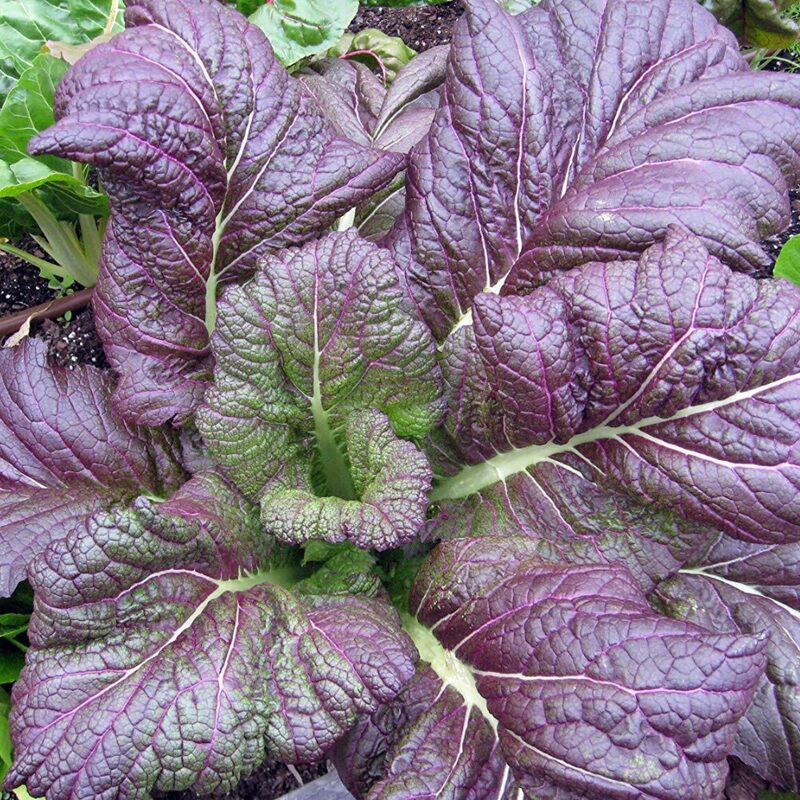 Red Giant Mustard Seeds - Image 4