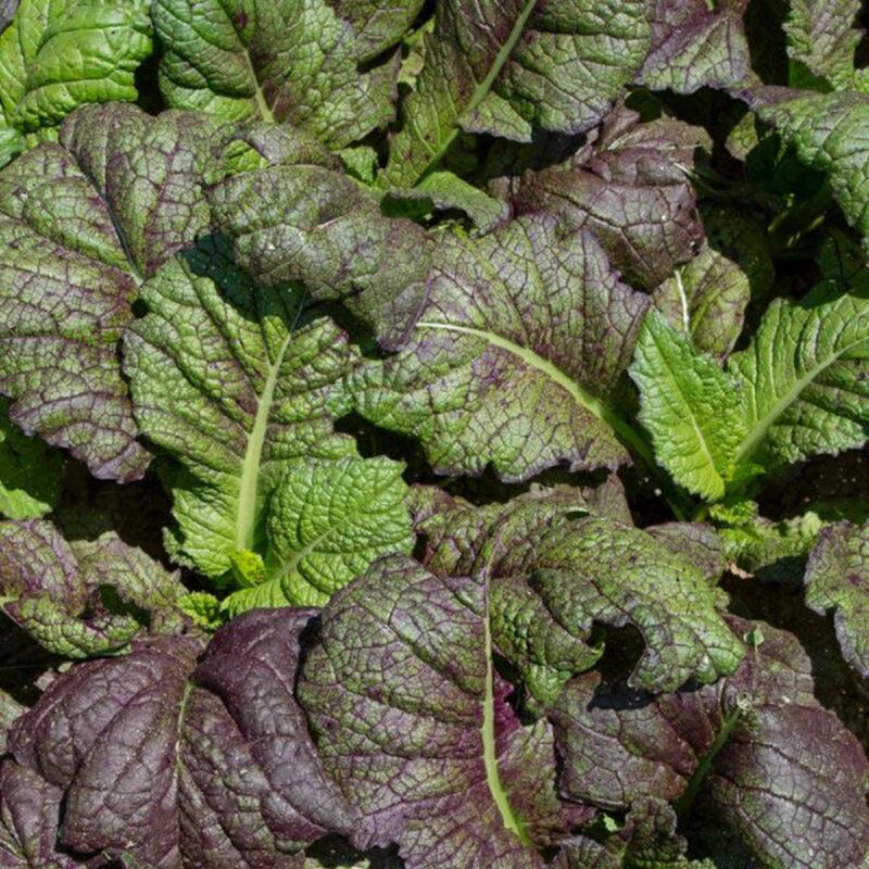 Red Giant Mustard Seeds - Image 3