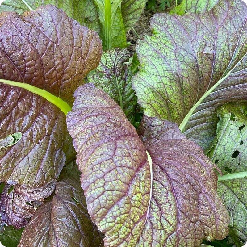 Red Giant Mustard Seeds - Image 2