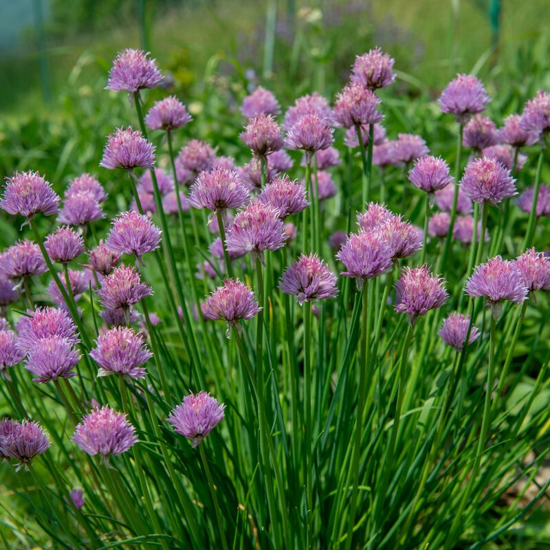 Common Chives Seeds - Image 3