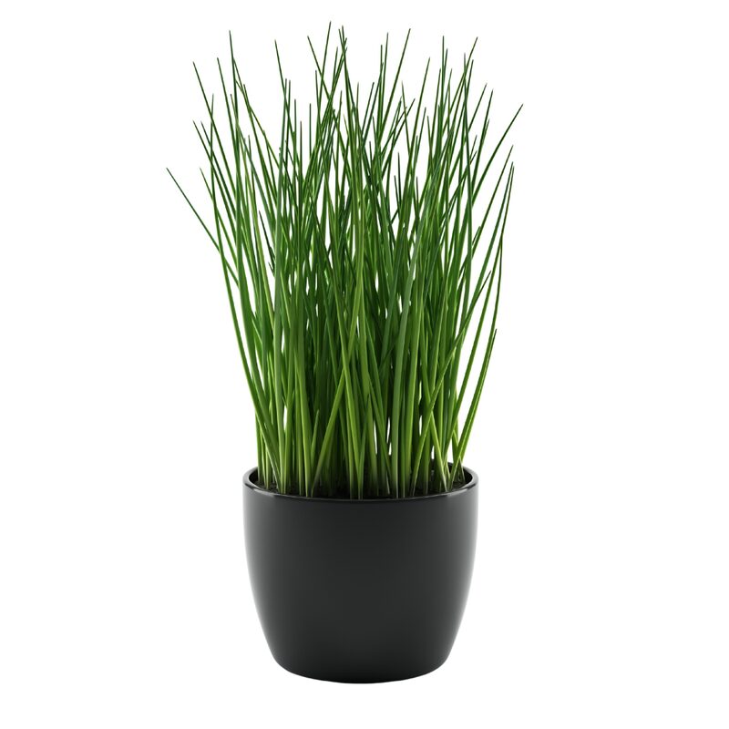 Common Chives Seeds - Image 4