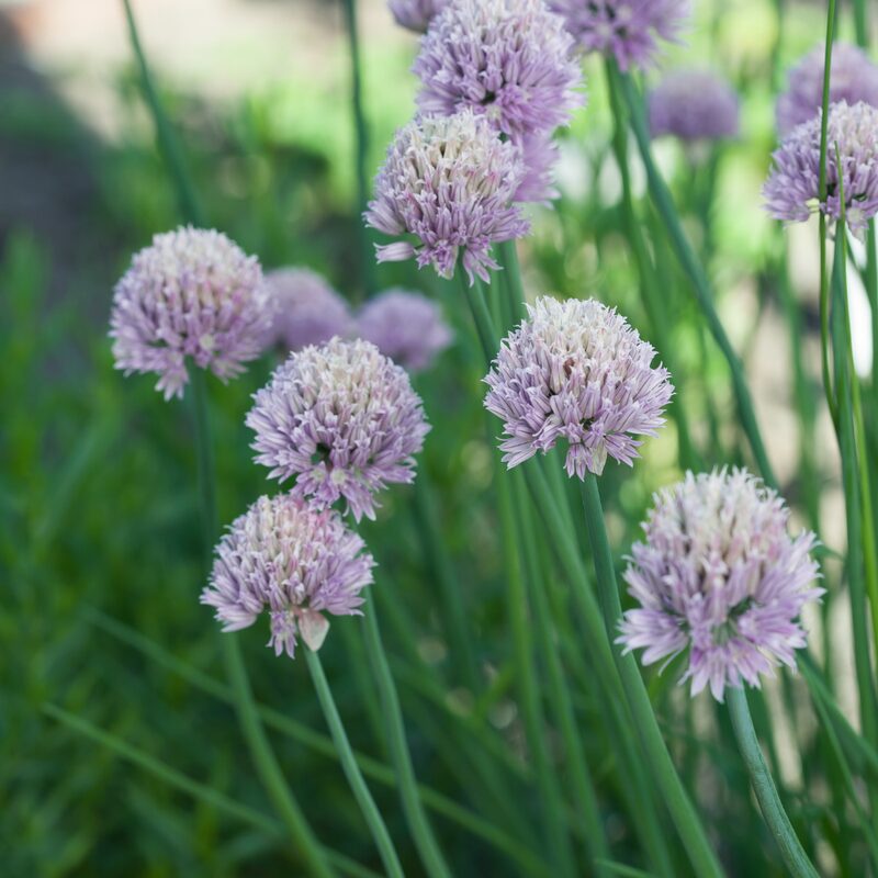 Common Chives Seeds - Image 2