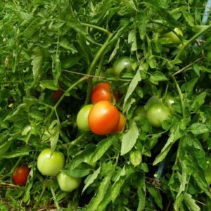 Alternative view of Rutgers Tomato Seeds