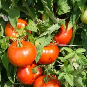 Rutgers Tomato Seeds