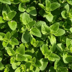 Greek Oregano, Winter Marjoram Seeds