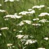 White Yarrow Wildflower Seeds