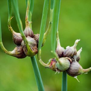 Alternative view of Egyptian Walking Onion for Planting- Heirloom - Outdoors - Zone: 3-10