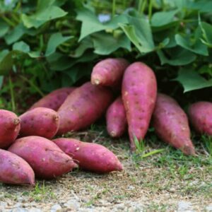 Japanese Red Sweet Potato Slips, Sweet Potato Vine Live Plant - 5 Rooted Plants - Non-Gmo Organic - Well Rooted - Zone: 10-11- Outdoors - Full Sun