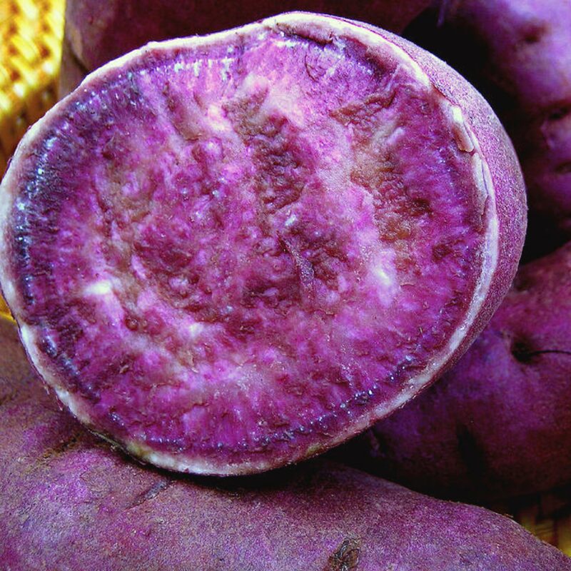 Purple Sweet Potato Slips, Sweet Potato Vine Live Plant - 3 Rooted Plants - Non-Gmo Organic - Well Rooted - Zone: 10-11- Outdoors - Full Sun - Image 5