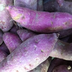 Purple Sweet Potato Slips, Sweet Potato Vine Live Plant - 15 Slips - Non-Gmo Organic - Well Rooted - Zone: 10-11- Outdoors - Full Sun