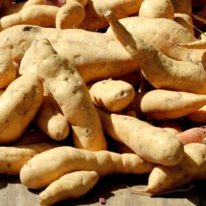 Alternative view of White Sweet Potato Slips, Sweet Potato Vine Live Plant - 10 Slips - Non-Gmo Organic - Well Rooted - Zone: 10-11- Outdoors - Full Sun