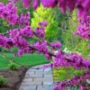 80 Giant Redbud Tree Seeds - Showy Flowering Shrub Cercis Gigantea Red Bud Trees Live Plants Bareroot Seedlings Outdoor Fast Growing