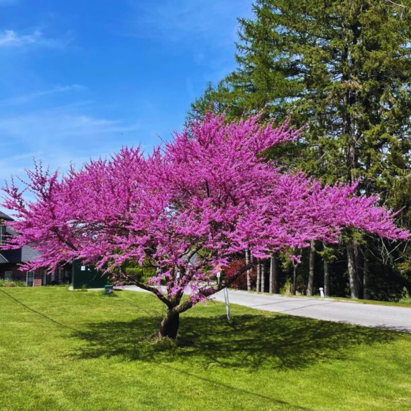 15 Eastern Redbud Trees Live Plants - 6"-12" - Zones 4-9 - Cercis Canadensis Red Bud Trees Live Plants Bareroot Seedlings Outdoor Fast Growing - Image 3