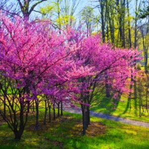 Set 4 Eastern Redbud Trees Live Plants Quart Pot, 10-15 Inc, Cercis Canadensis Red Bud Trees Live Plants Outdoor Fast Growing