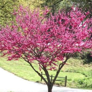 Eastern Redbud Tree Live Plant Quart Pot, 10-15 Inc, Cercis Canadensis Red Bud Trees Live Plants Outdoor Fast Growing