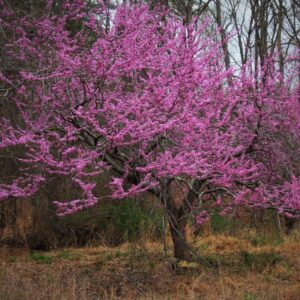 Alternative view of 10 Eastern Redbud Trees - 12-24" Stunning Spring Blooms - Zones 5-9 - Red Bud Trees Live Plants Outdoor - Fast Growing Cercis Canadensis Bareroot
