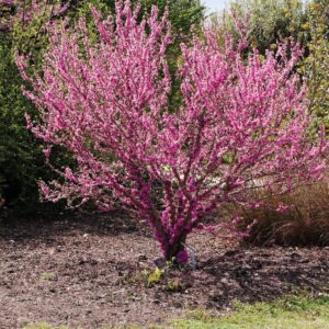 6 Eastern Redbud Trees - 12-24" Stunning Spring Blooms - Zones 5-9 - Red Bud Trees Live Plants Outdoor - Fast Growing Cercis Canadensis Bareroot