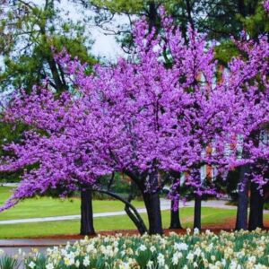 Rosy Pink Purple Redbud Tree Live Plant - 2-3 Ft - Zones 5-9 - 2 Year-Old Seedling Red Bud Trees Live Plants Outdoor Fast Growing