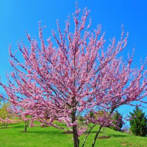 Alternative view of American Redbud Tree Live Plant - 5-6 Ft - Cercis Canadensis - Zones 5-9 - 2 Year-Old Seedling Red Bud Trees Live Plants Outdoor Fast Growing