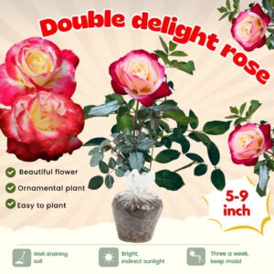 Alternative view of Double Delight Rose Plant Well-Rooted, 5-9" Tall, No Pot