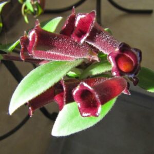 Alternative view of Purple Star Lipstick Vine Plant  In 2" Pot
