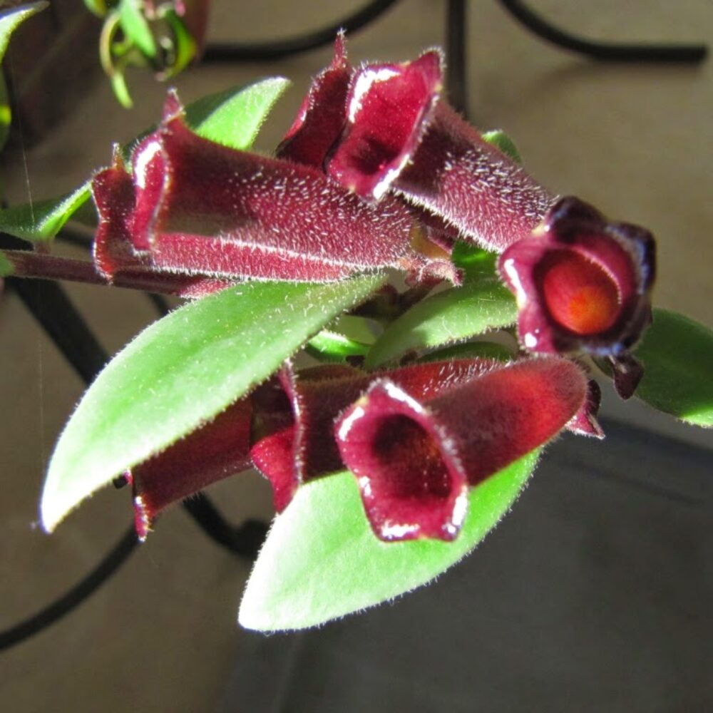 Purple Star Lipstick Vine Plant In 2" Pot - Image 2