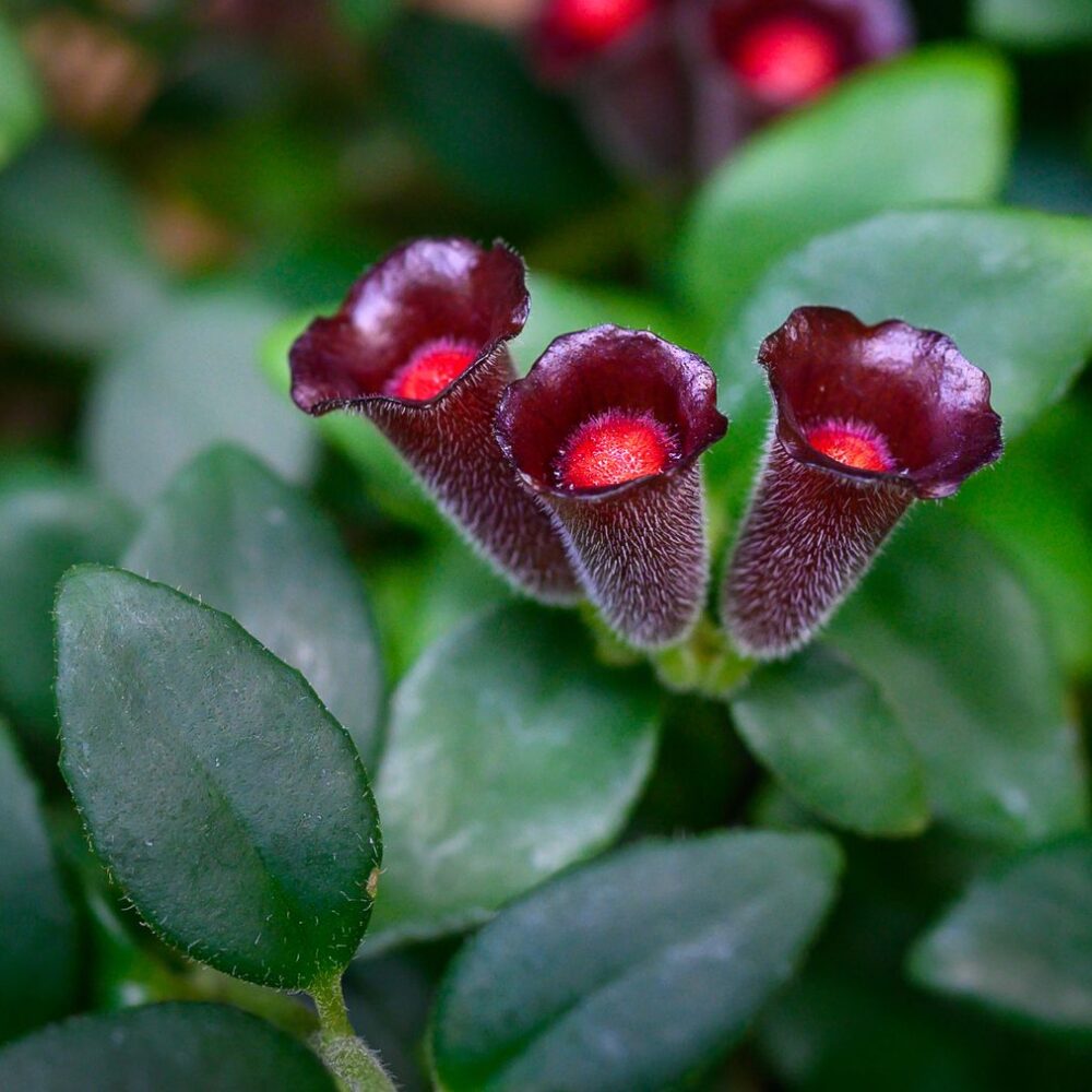 Purple Star Lipstick Vine Plant In 2" Pot - Image 3