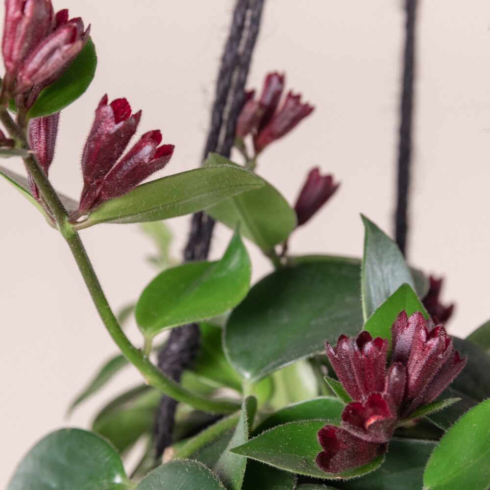 Purple Star Lipstick Vine Plant In 2" Pot - Image 4