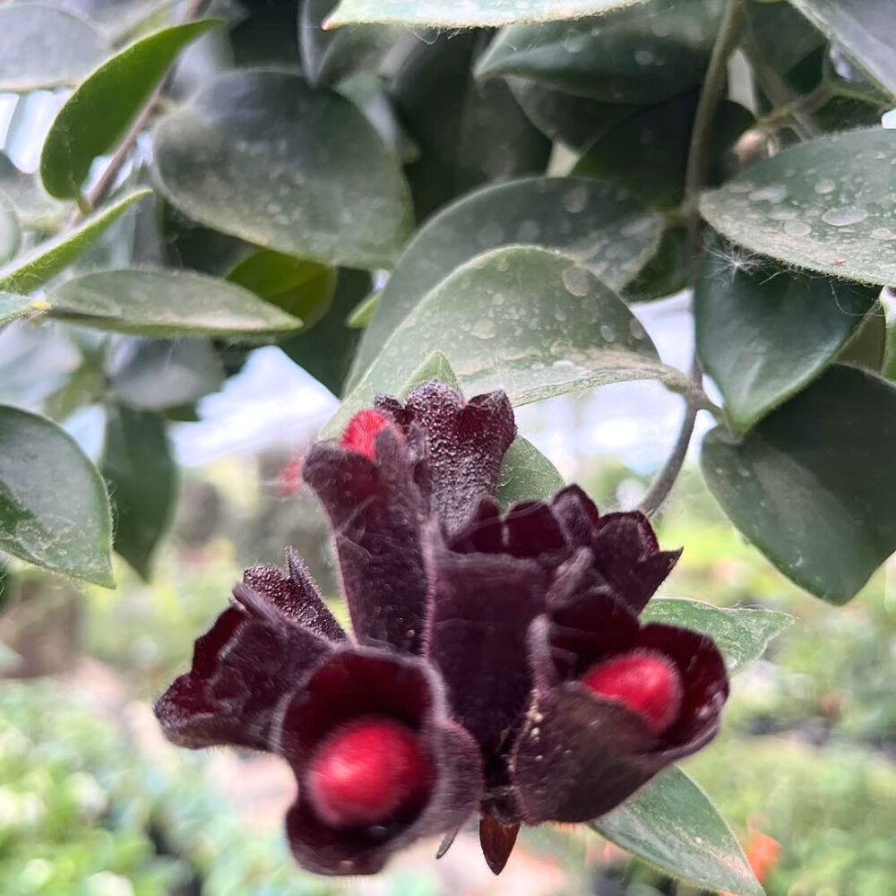 Purple Star Lipstick Vine Plant In 2" Pot - Image 5