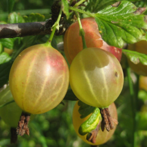 Alternative view of Black Velvet Gooseberry, Hinnonmaki Red Gooseberry, Semi Thornless Gooseberry, Sweet Gooseberry Plant Live 5-9 Inc (Choose Your Varieties)