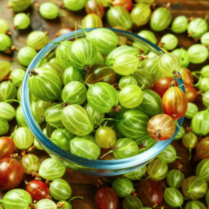 Alternative view of Gooseberry Plant 5-9 Inc Tall (Many Types)