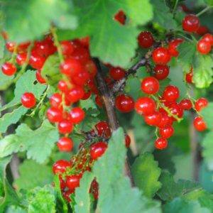 Alternative view of Consort Black Currant, Red Currant, Red Lake Currant, Black Currant Plant 5-9 Inc Tall, Choose Variety