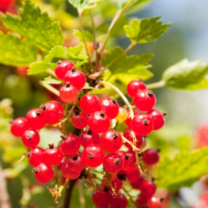 Consort Black Currant, Red Currant, Red Lake Currant, Black Currant Plant 5-9 Inc Tall, Choose Variety