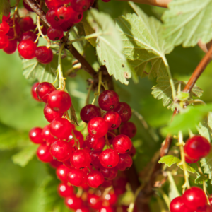 Alternative view of Consort Black Currant, Red Currant, Red Lake Currant, Black Currant Plant 5-9 Inc, Choose Variety