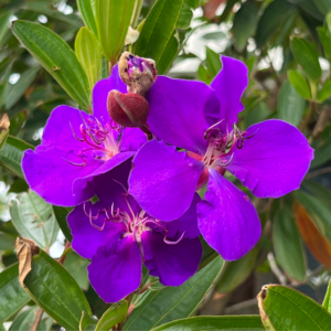 Alternative view of 2 Purple Tibouchina Live Plants 3-5 Inc Tall