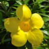 2 Yellow Allamanda Live Plants 4-6 Inc