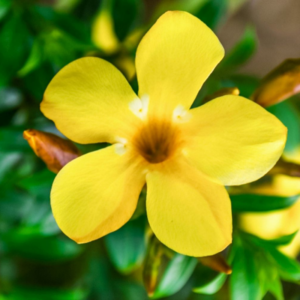 Yellow Allamanda Plant Live 4-6 Inc