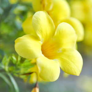 Yellow Allamanda Plant 4-6 Inc
