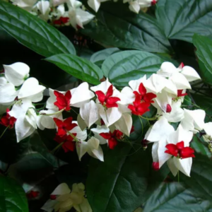 2 Clerodendrum White Bleeding Heart Live Plants 4-8 Inch Tall