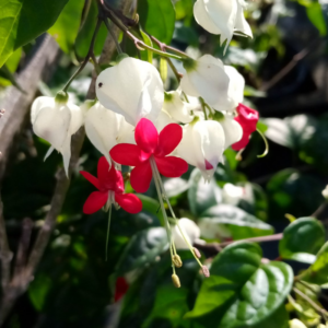 Alternative view of 1 Clerodendrum White Bleeding Heart Plant 4-8 Inch Tall
