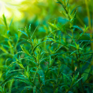 Alternative view of 2 Texas Tarragon Plants Culinary Herb 4-8 inch