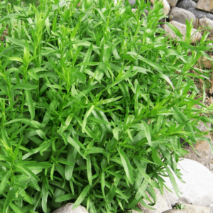 3 Texas Tarragon Plants Mint Herb 4-8"