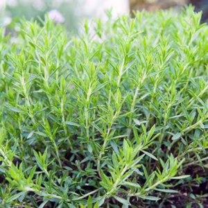 Alternative view of 2 French Tarragon Plants Herb Plugs