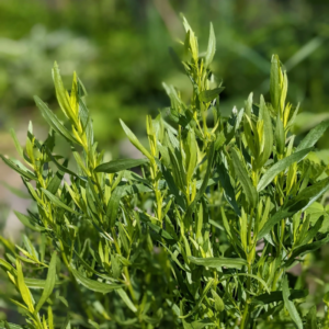 2 French Tarragon Plants Herb Plugs