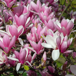 3 Jane Magnolia Plants Live 6-12 Inch Height