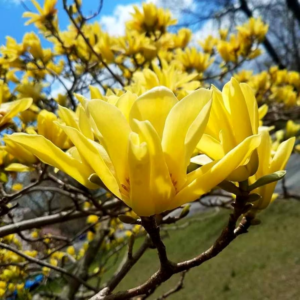 2 Yellow Bird Magnolia Plants 6-12 Inch Height