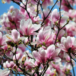 Alternative view of 2 Saucer Magnolia Plants 6-12 Inch Height