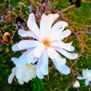 Star Magnolia Tree Live Plant 12-18 Inch Tall, In Gallon Pot