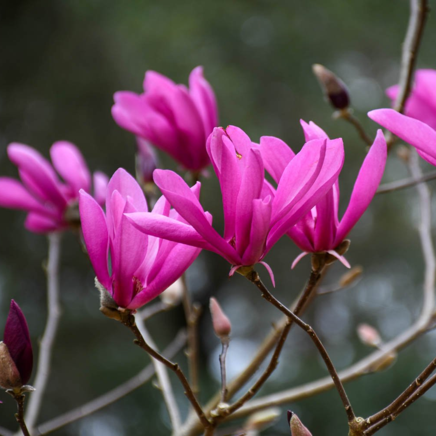 Ann Magnolia Plant Live 6-12 Inch Tall - Image 5