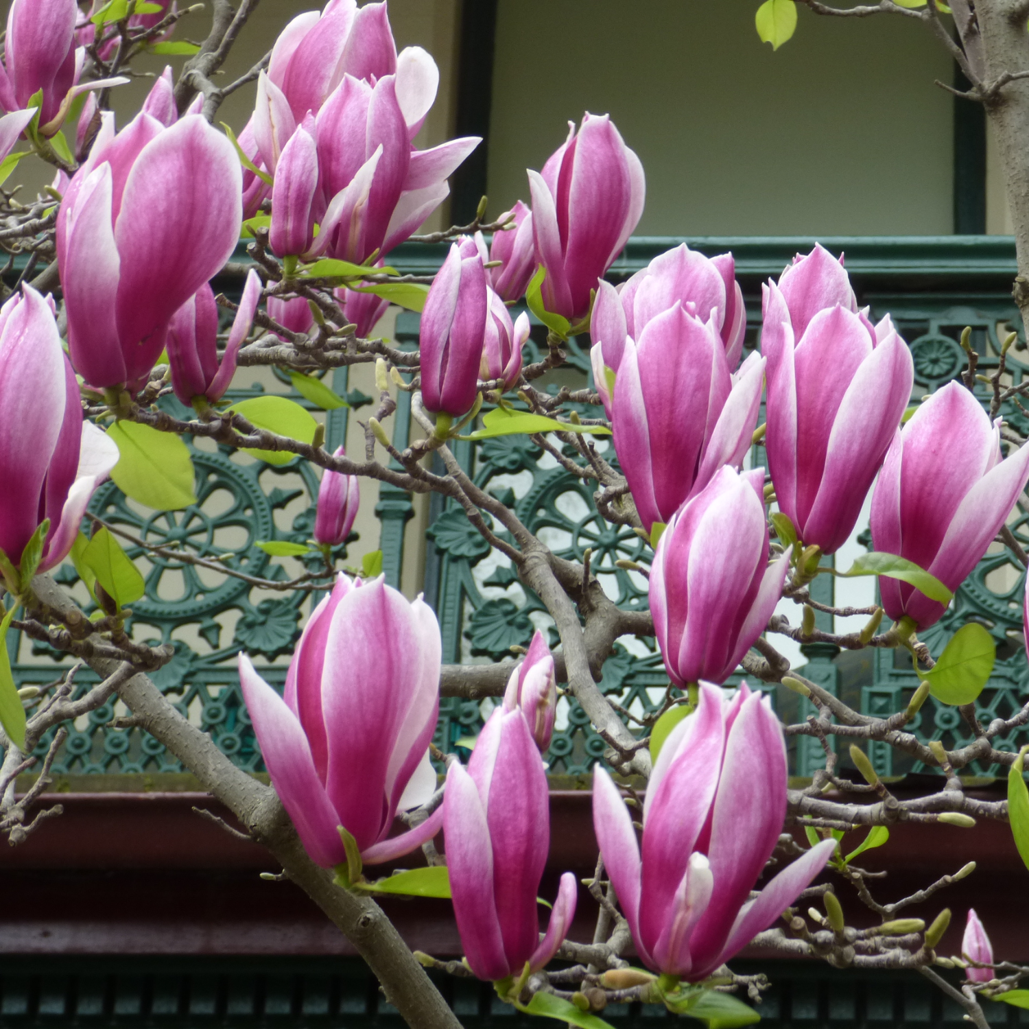 Ann Magnolia Plant Live 6-12 Inch Tall - Image 4